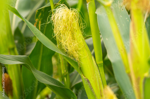 Green corn plants in cultivated agricultural field 