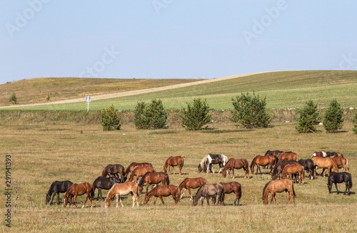 Horses and foals grazing on the edge of the forest. © Тамара Андреева