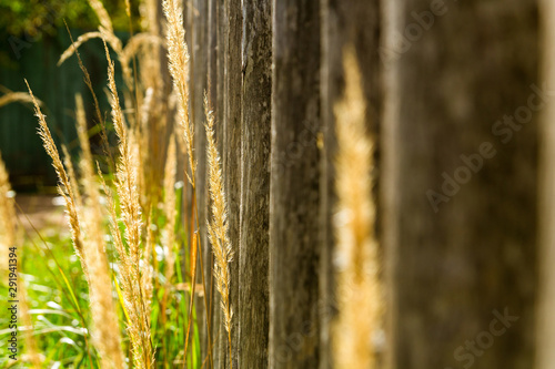 Young grass grows at the fence