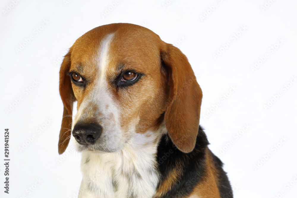 Chien beagle tricolore beagle elisabeth isolé fond blanc regard vers le bas et truffe brillante et humide
