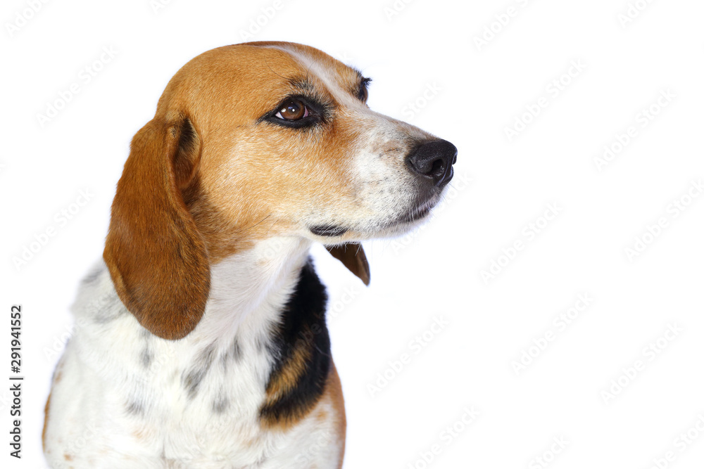 Chien beagle tricolore beagle elisabeth  de 3/4 isolé fond blanc regard franc et museau tendu