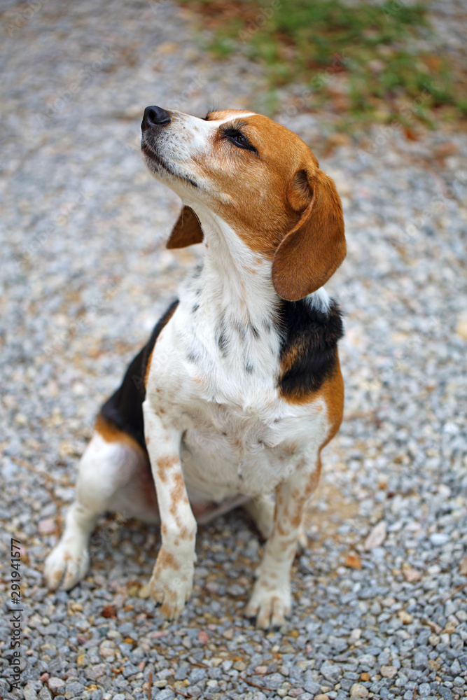 Chien beagle tricolore beagle elisabeth de profil oreilles pointées en avant expressive et fond avec bokeh et truffe au vent