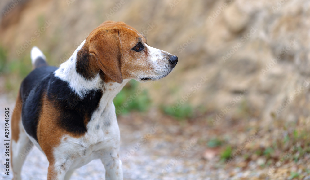 Chien beagle tricolore beagle elisabeth de profil oreilles pointées en avant expressive et fond avec bokeh
