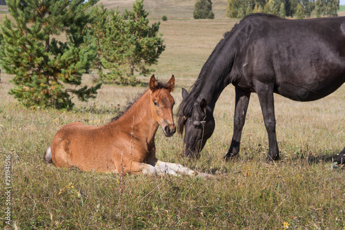 Horses and foals grazing on the edge of the forest.