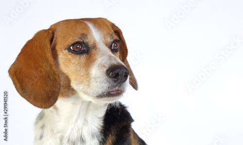 Chien beagle tricolore elisabeth de 3/4 isolé fond blanc regard franc et museau tendu expressive oreilles pointées en avant à l'arrêt