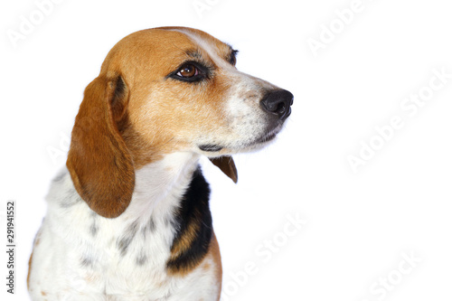 Chien beagle tricolore beagle elisabeth de 3/4 isolé fond blanc regard franc et museau tendu
