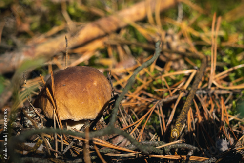 Close up of boletus on wild forest background with grass, moss and sticks. The most tasty mushroom in polish forest.