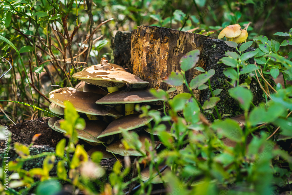 Close up of a couple mushrooms on wild forest background with grass, moss and sticks. Close up of a couple mushrooms on wild forest background with grass, moss and sticks.
