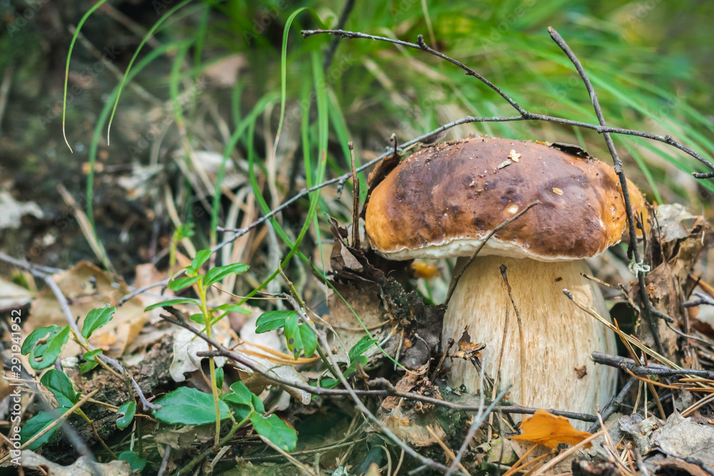 Close up of boletus on wild forest background with grass, moss and sticks. The most tasty mushroom in polish forest. Close up of boletus on wild forest background with grass, moss and sticks. The most tasty mushroom in polish forest.