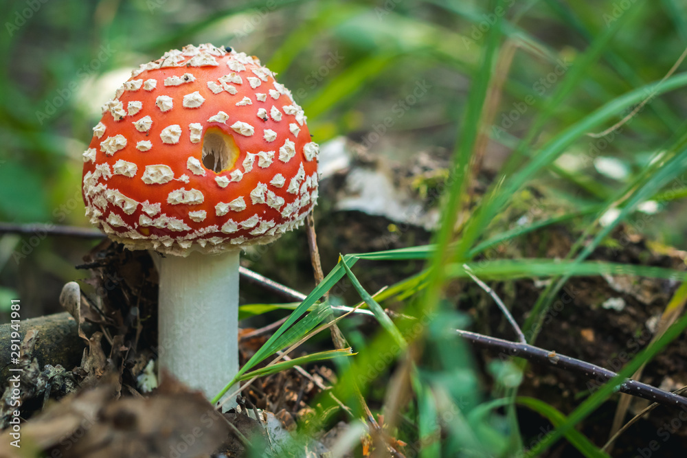 Close up of a red mushroom on wild forest background with grass, moss and sticks. Close up of a red mushroom on wild forest background with grass, moss and sticks.