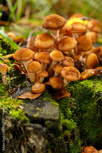 honey mushrooms grow on a stump in the forest