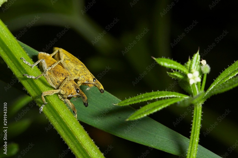 Naklejka premium insectos fazem sexo sobre folha
