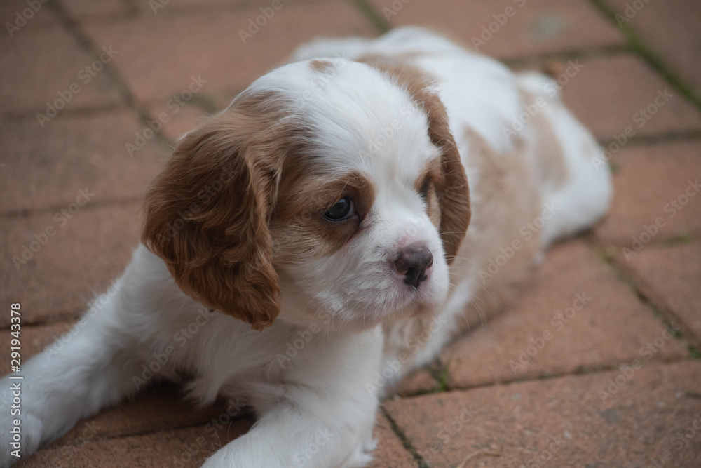 Brown and white King Charles Cavellier puppy