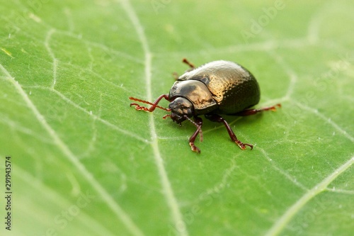 escaravelho negro sobre plata © MARCIO