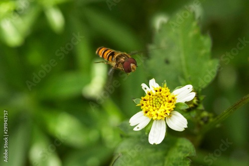 abelha paira junto de flor