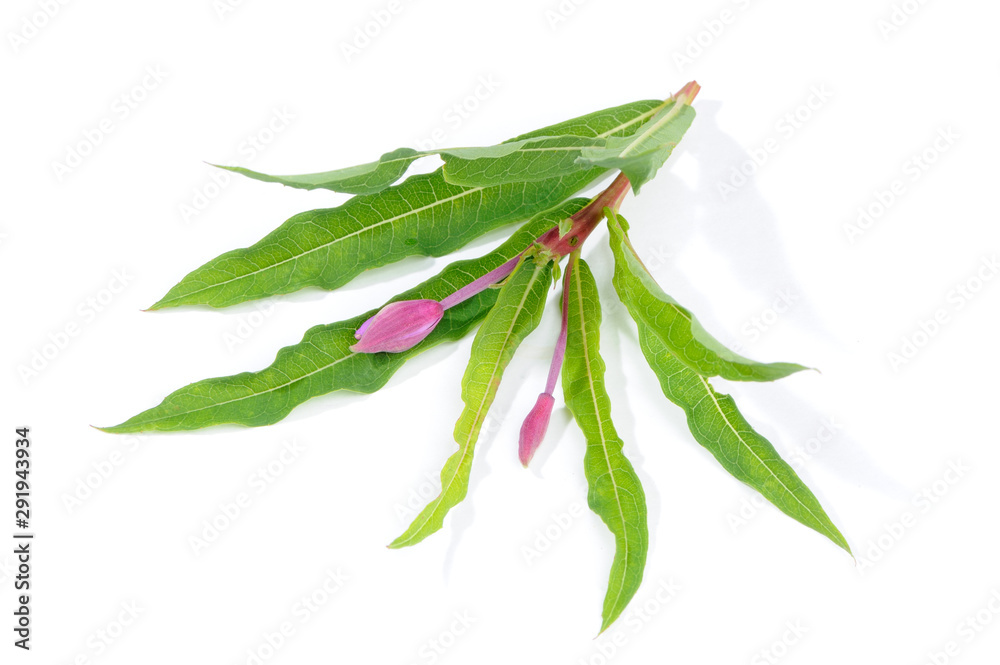 Fireweed (Rosebay Willowherb) Isolated on White Background Fireweed (Rosebay Willowherb) Isolated on White Background