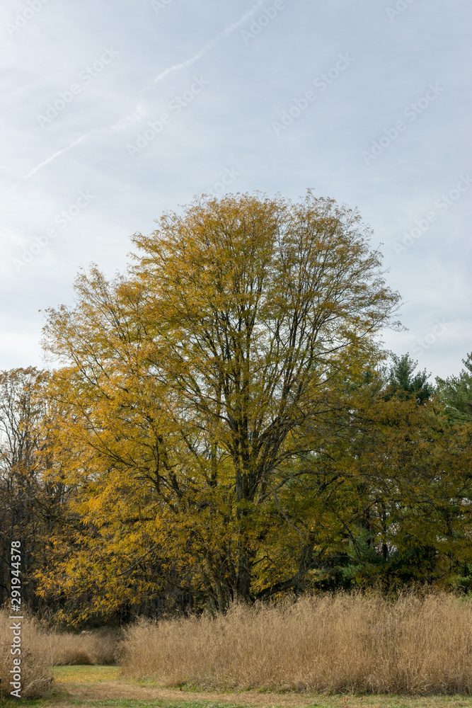 Tree in Fall