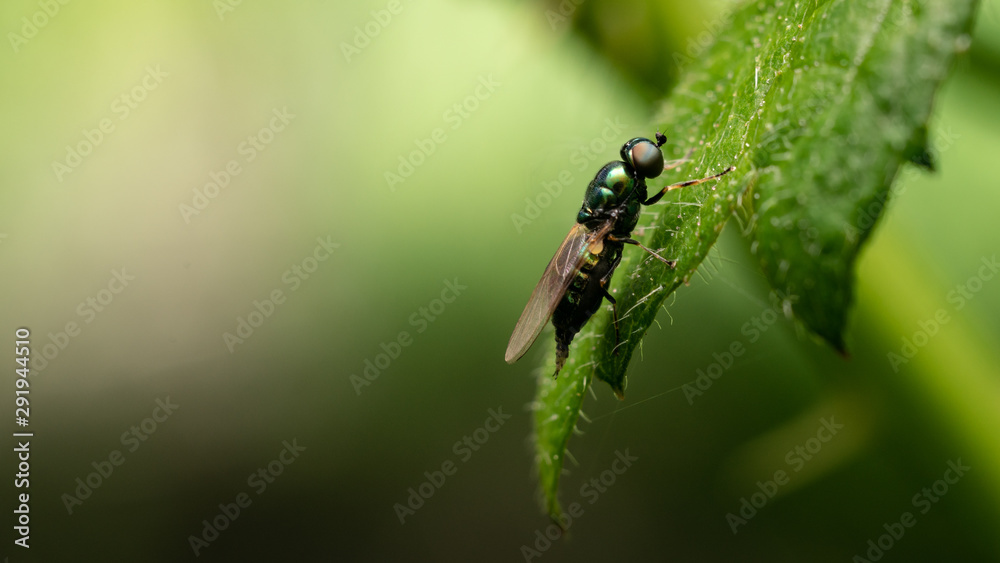 Fly on leaf - closeup Fly on leaf - closeup