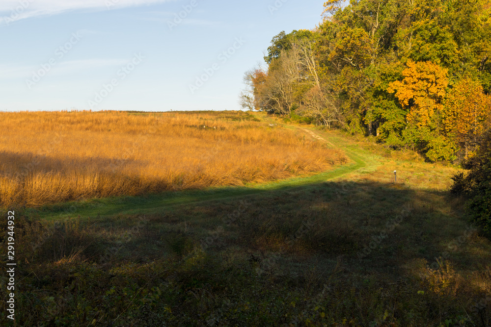 Meadow Meadow