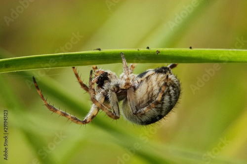 aranha perigosa