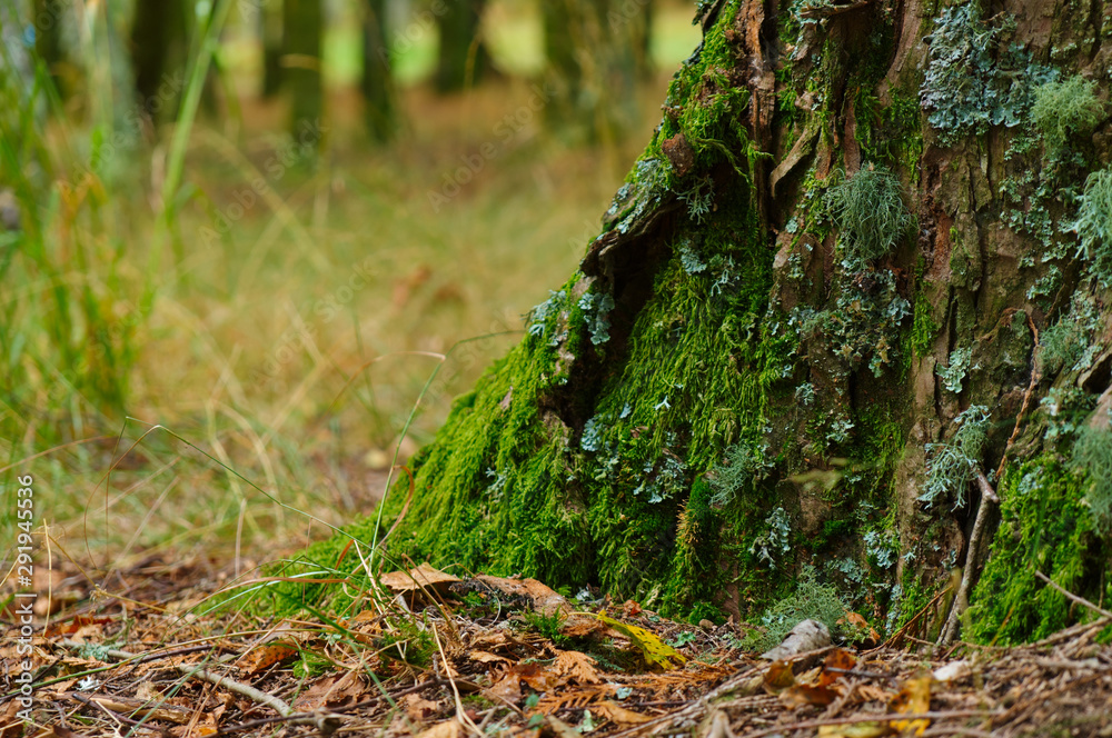 Tree trunk base and Autumn colors in Serra da Gardunha. Sao Pedro do Sul, Portugal Tree trunk base and Autumn colors in Serra da Gardunha. Sao Pedro do Sul, Portugal