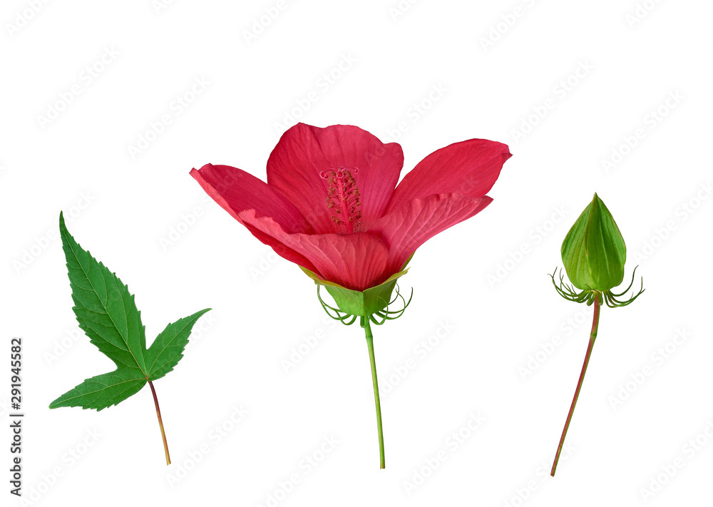 set of red blooming hibiscus bud, green leaf and unblown box set of red blooming hibiscus bud, green leaf and unblown box