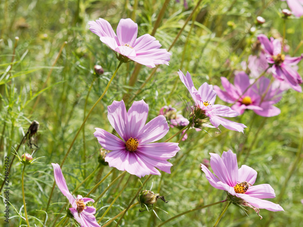 (Cosmos bipinnatus) Fiederblättrige schmuckblume (Cosmos bipinnatus) Fiederblättrige schmuckblume
