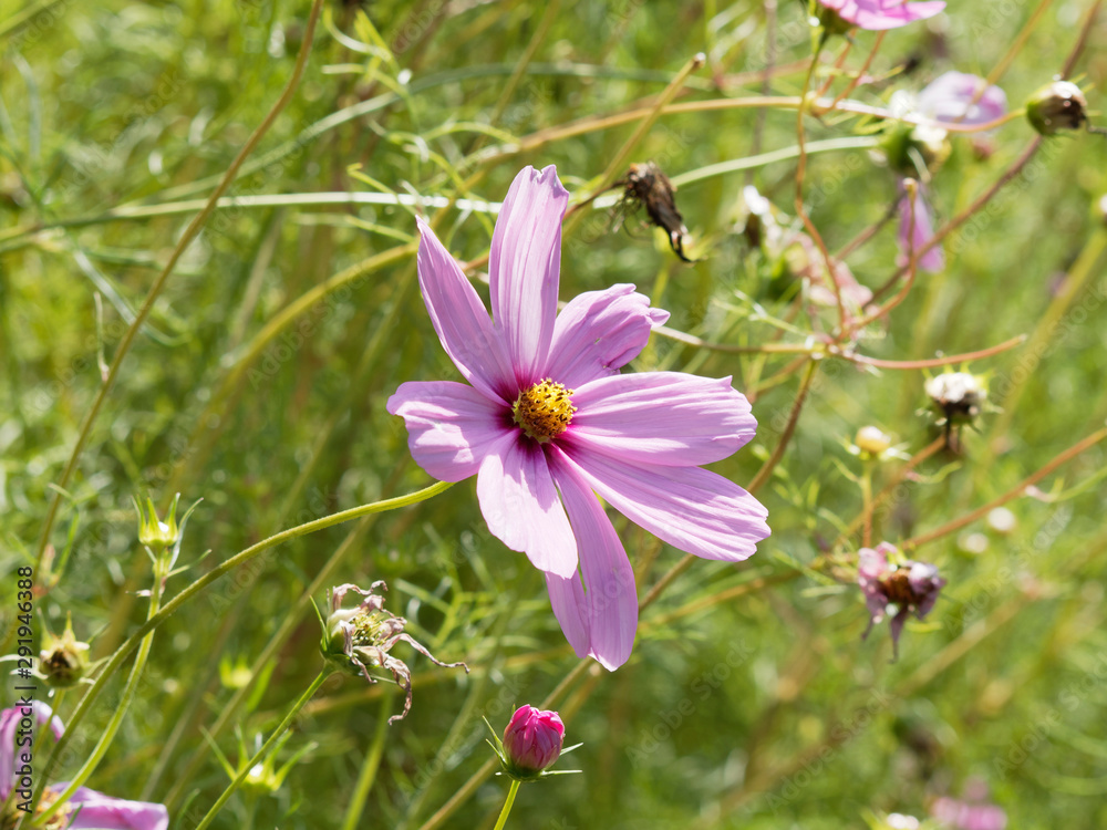 (Cosmos bipinnatus) Rosarote Kosmee oder Schmuckkörbchen (Cosmos bipinnatus) Rosarote Kosmee oder Schmuckkörbchen