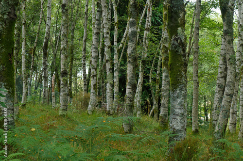 Wallpaper Mural Forest background captured in Serra da Gardunha. Sao Pedro do Sul, Portugal Torontodigital.ca