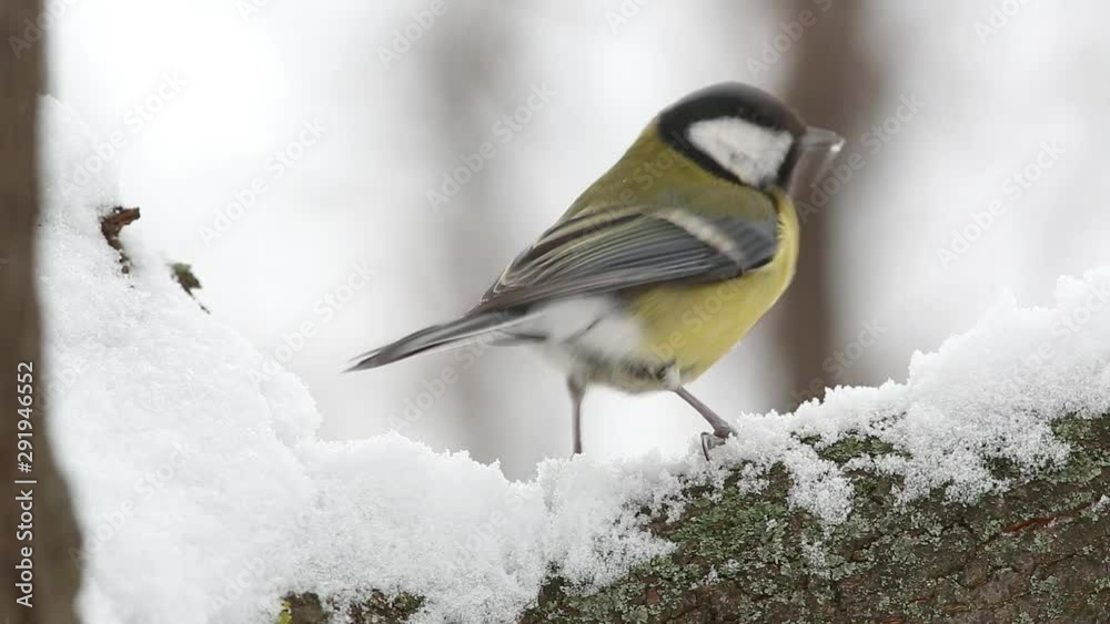 Great tit (Parus major) on a branch under the snow Great tit (Parus major) on a branch under the snow