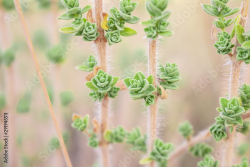 Wild oregano grows in the mountains. Raw oregano in field with blured background. Greek natural herb oregano. Green and fresh oregano flowers.