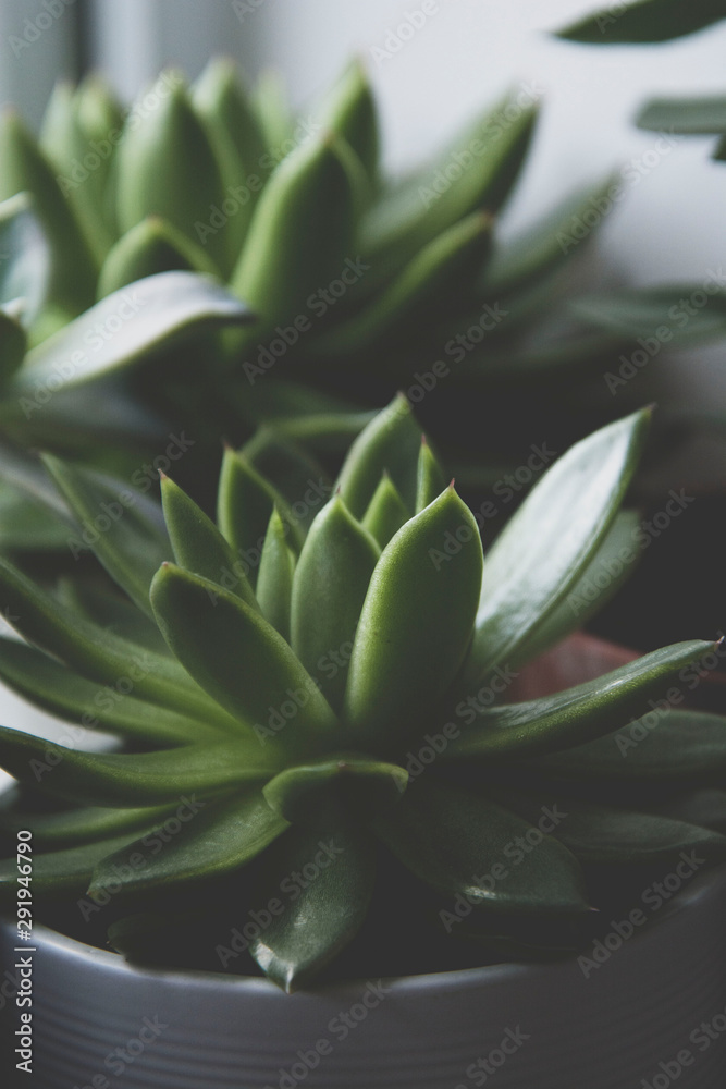 Close up succulent plant, dark photo, toned echeveria succulent rosette. Close up succulent plant, dark photo, toned echeveria succulent rosette.