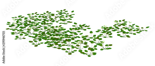 3D Rendering European Frogbit Plant on White