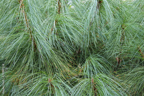 pinus wallichiana, cedar pine, coniferous tree with long soft needles photo