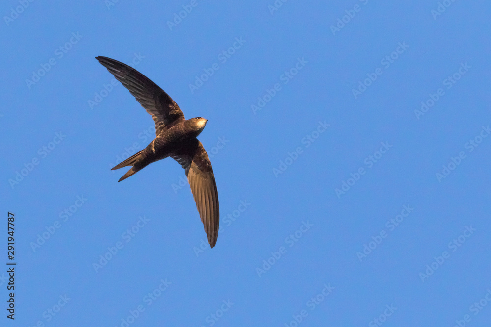 Common swift (Apus apus)