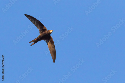 Obraz na płótnie Common swift (Apus apus) w salonie