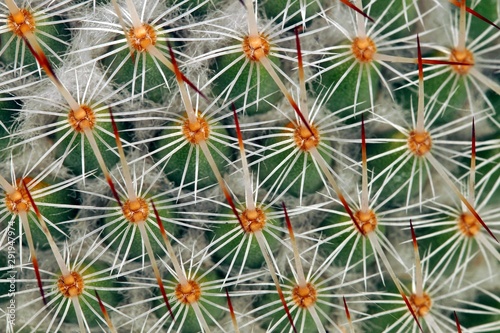 thorn cactus texture background, close up textured of cactus plant 