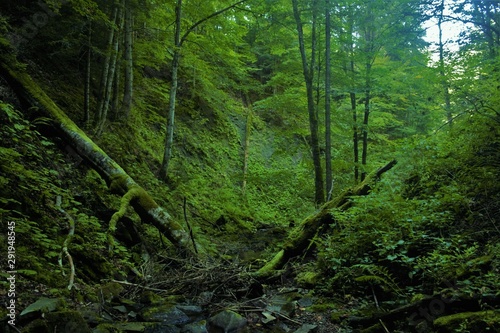  wild untouched place in the forest in the mountains