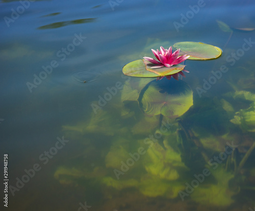 Red water lily with reflection in extremely clear water