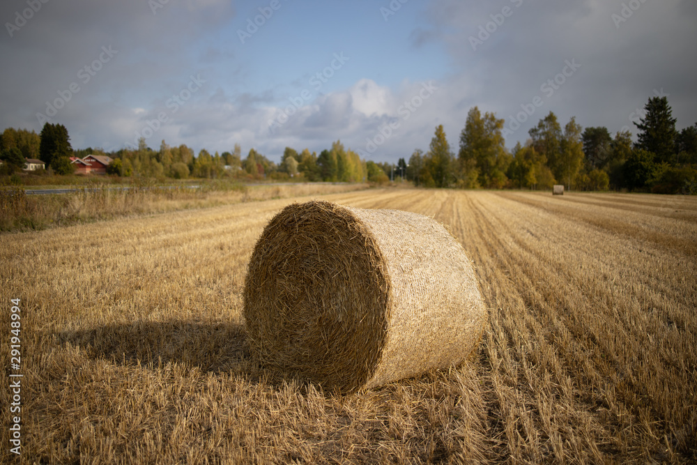 Stacks of straw on the field. Blurred background