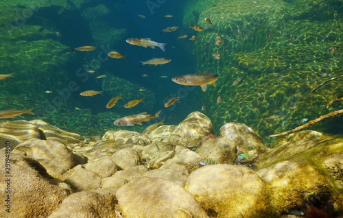 Freshwater fish underwater in a rocky river
