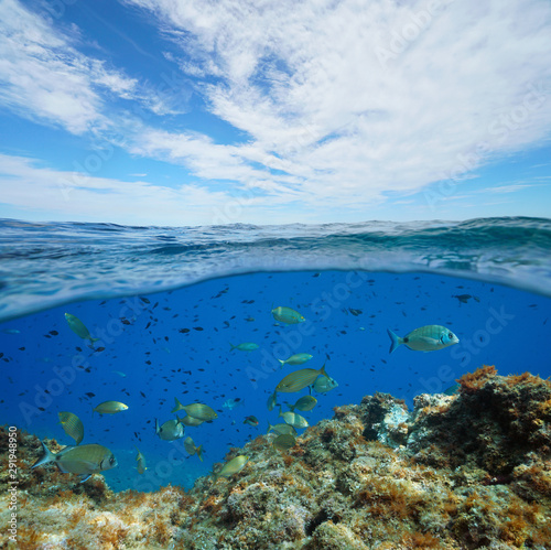 Seascape Mediterranean sea fish underwater
