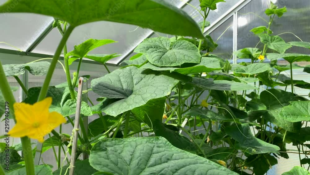 cucumber sprouts and small cucumbers bloom and grow in a greenhouse
