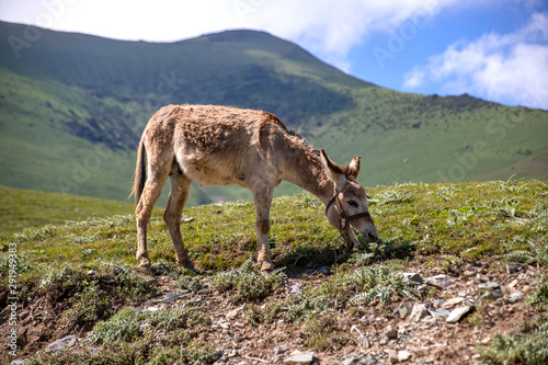 A donkey grazing on a mountain pasture against a background of green hills and the sky in the clouds. Issyk-Kul region