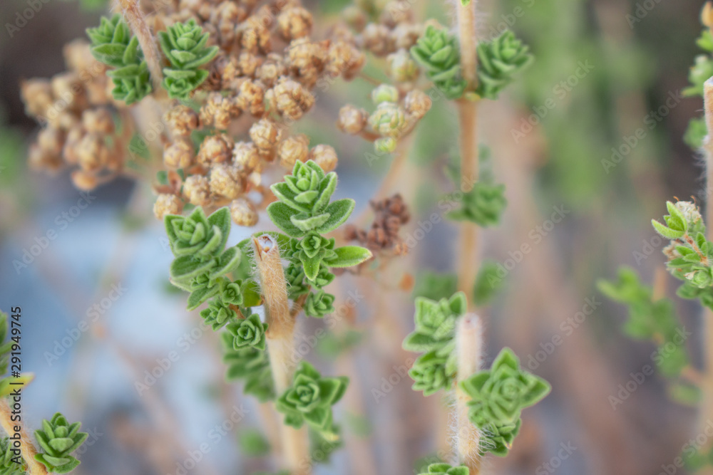 Wild oregano grows in the mountains. Raw oregano in field with blured background. Greek natural herb oregano. Green and fresh oregano flowers. Wild oregano grows in the mountains. Raw oregano in field with blured background. Greek natural herb oregano. Green and fresh oregano flowers.