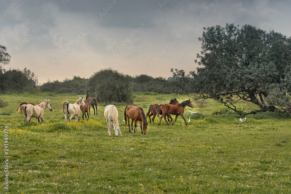Fototapeta premium Herd of horses in the pasture. Hiking in Israel
