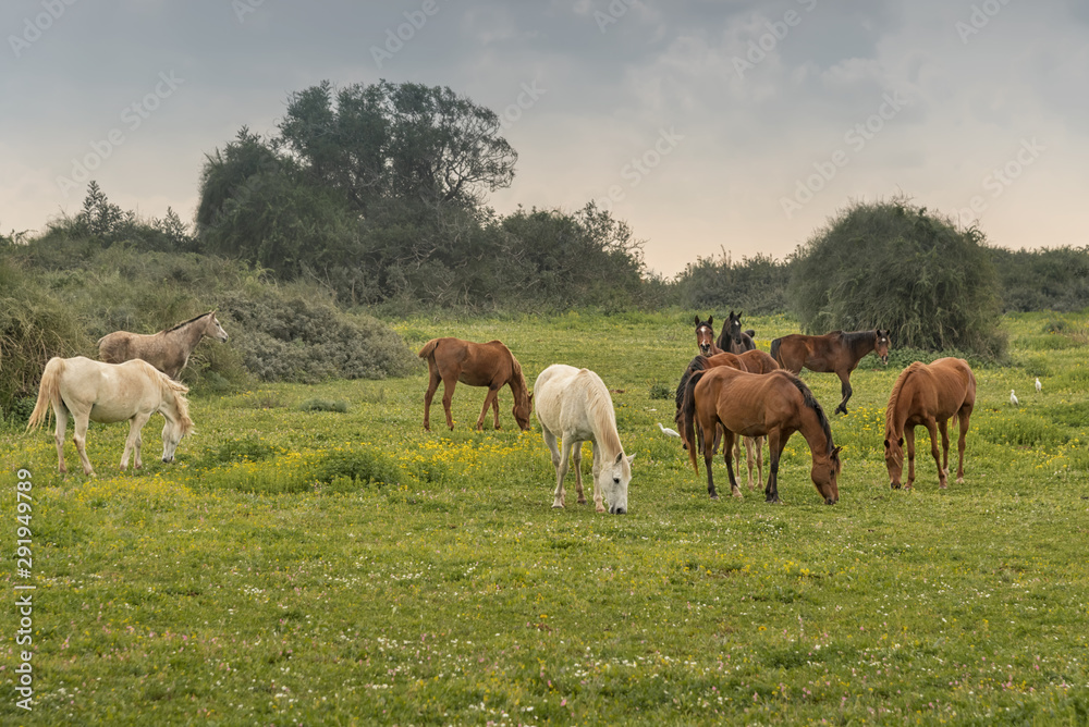 Herd of horses grazing in a meadow Rural landscape Herd of horses grazing in a meadow Rural landscape