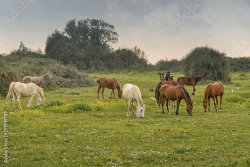 Herd of horses grazing in a meadow Rural landscape