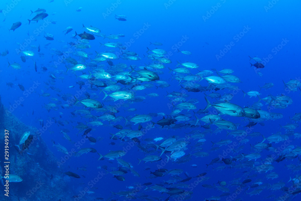 Fototapeta premium パラオ_ペリリュー_スキューバダイビング