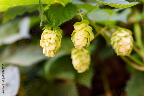 Close up green hop cones growing in nature